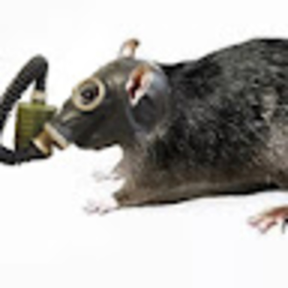 Meet your Posher, Rat wearing a